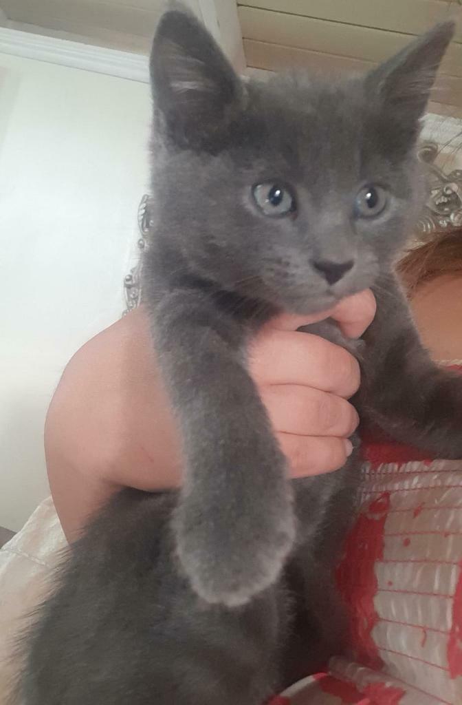 fast kill heartworm treatment